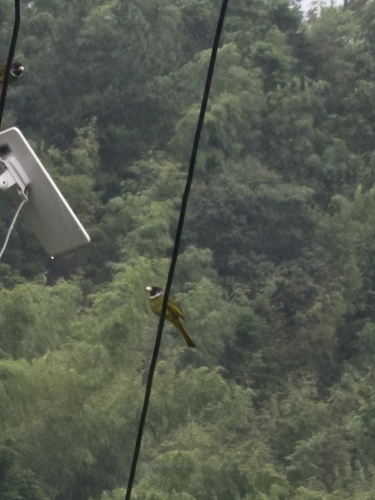 Collared Finchbill