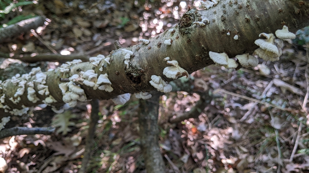 splitgill mushroom · August 2026 · photo: Photo: (c) Maria Aghazarian, some rights reserved (CC BY) · iNaturalist
