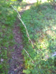 Melica subulata