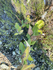 author not stated, no rights reserved Asclepias viridiflora, photograph author not stated, no rights reserved