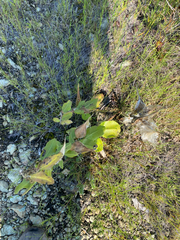 Asclepias viridiflora, photograph author not stated, no rights reserved