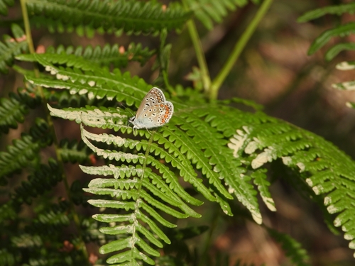 Common Blue
