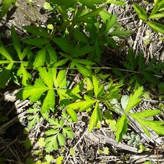 Geum laciniatum