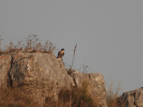 Peregrine Falcon