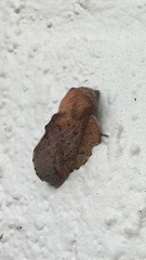 Phyllodesma americana