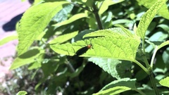 Plecia americana