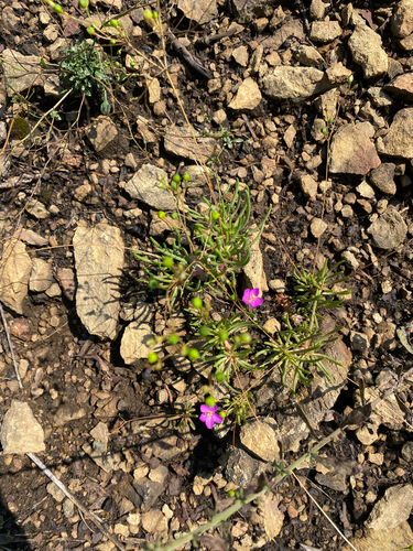 Phemeranthus teretifolius, photograph 4