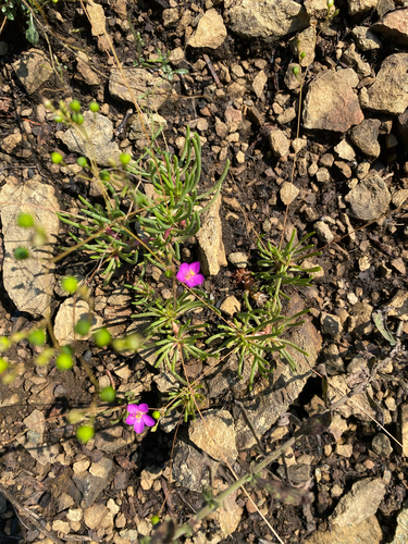 Phemeranthus teretifolius, photograph 3