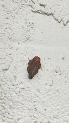 Phyllodesma americana