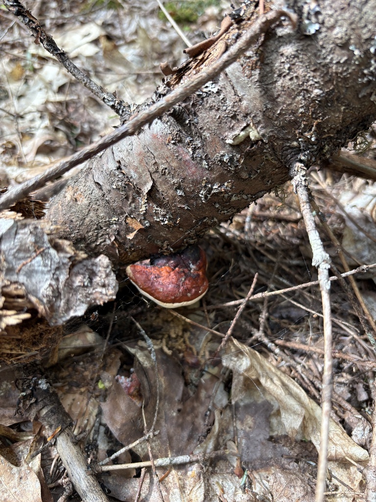 Northern Red Belt · August 2026 · photo: Photo: (c) Luca Gagliano, some rights reserved (CC BY) · iNaturalist