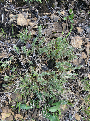 Cerastium velutinum, photograph 2