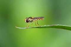 Sphaerophoria pyrrhina