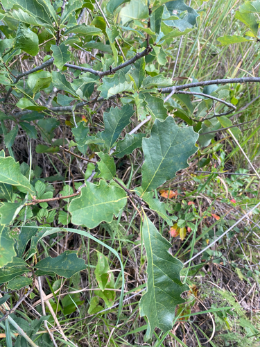 Quercus prinoides