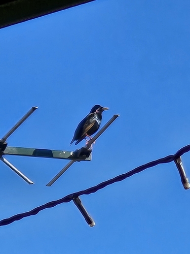 European Starling