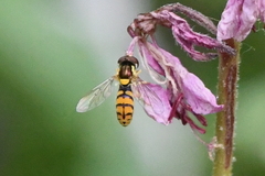 Sphaerophoria pyrrhina