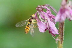 Sphaerophoria pyrrhina