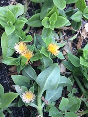 Image of Mesembryanthemum cordifolium