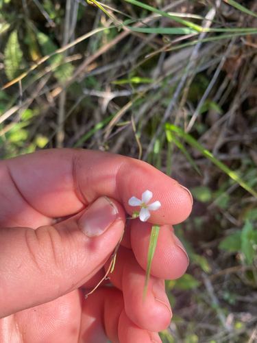 Arabidopsis lyrata, photograph 2