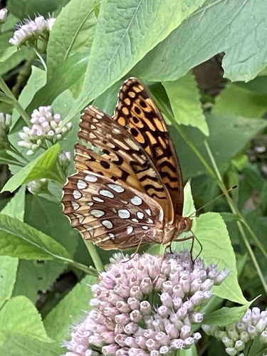 Great Spangled Fritillary showing pearl-silver spots beneath orange-and-brown wings