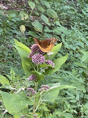 Wider flower-and-habitat view