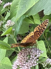Orange upper wings in side view