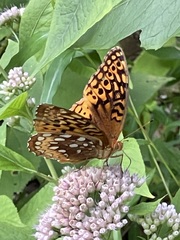 Open orange-and-black upper-wing pattern