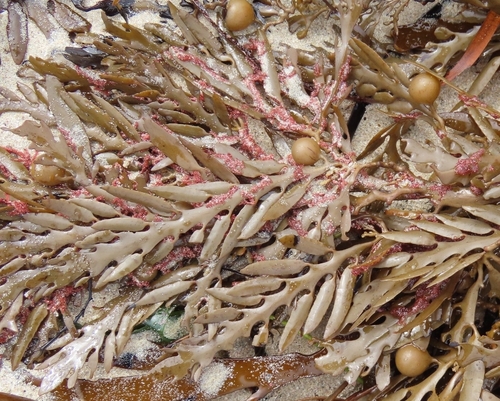Cystophora platylobium observed 2026-08-28