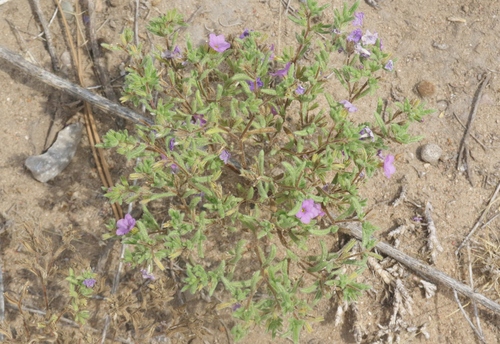 Nama hispida observed 2026-08-10