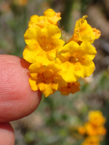 Image of Amsinckia douglasiana by (c) George Williams, some rights reserved (CC BY)