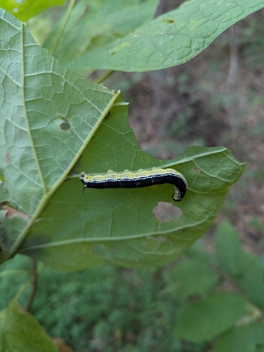 Catalpa Sphinx