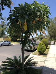 Brugmansia versicolor
