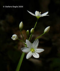 Allium pendulinum
