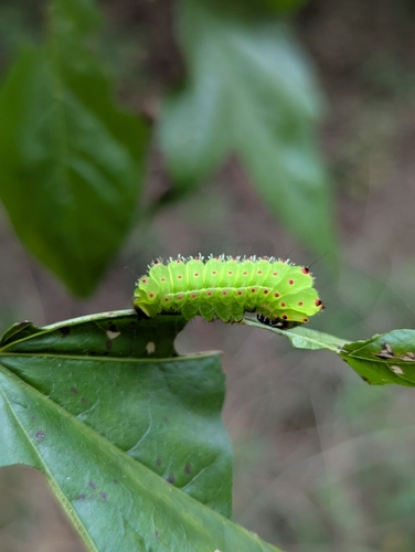 North American Luna Moth