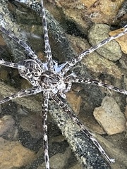 Striped Fishing Spider spread across a submerged creek stone