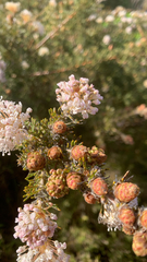 Grevillea crithmifolia, photograph (c) Millie Brady, some rights reserved (CC BY)