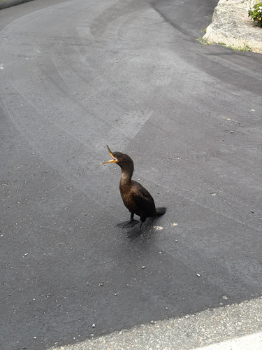 Double-crested Cormorant