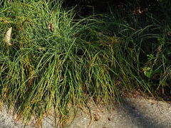 Asphodeline liburnica