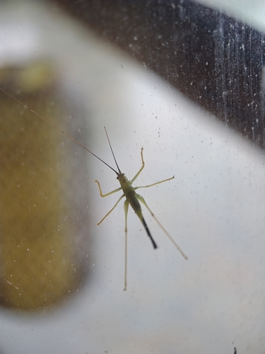 Macroteratura megafurcula