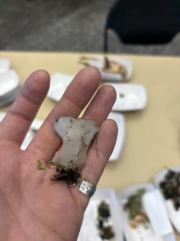 Toothed Jelly Fungus · August 2026 · photo: Photo: (c) Luca Gagliano, some rights reserved (CC BY) · iNaturalist