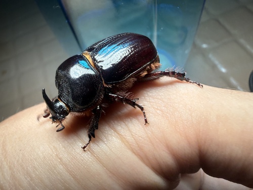 Eastern Rhinoceros Beetle photo 3