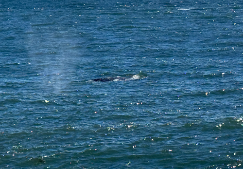 Grey Whale