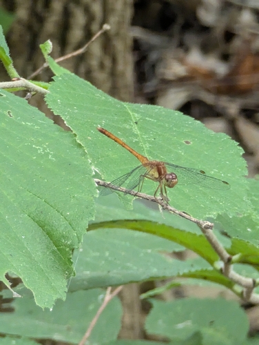 Autumn Meadowhawk
