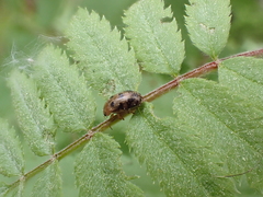 Gonioctena