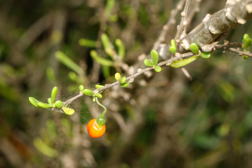 Lycium carolinianum; photograph (c) Tom Field, some rights reserved (CC BY)