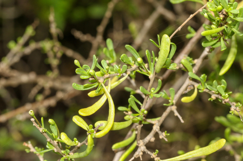 Lycium carolinianum, photograph 2