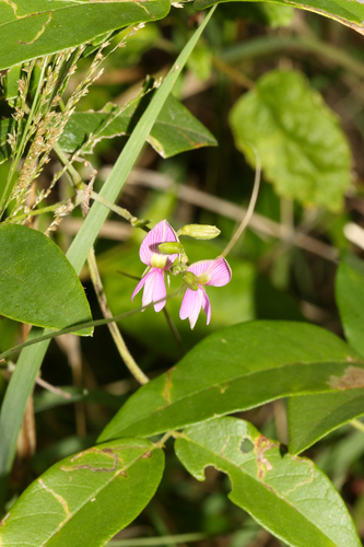 Galactia striata