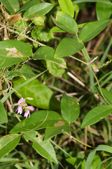 Galactia striata, photograph (c) Tom Field, some rights reserved (CC BY)