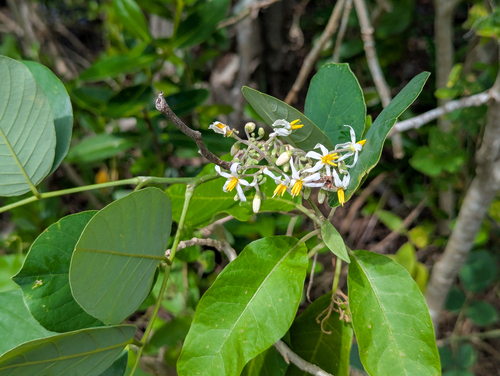 Solanum donianum