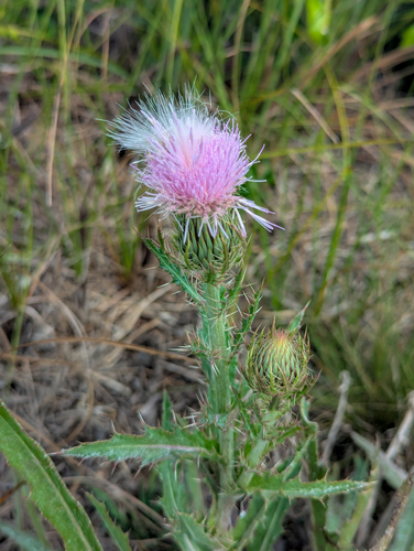 Cirsium horridulum, photograph 2