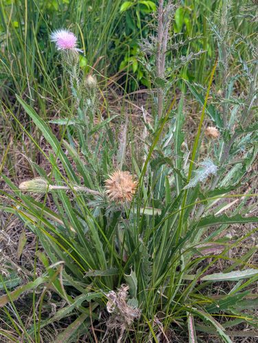 Cirsium horridulum, photograph 1